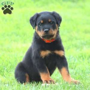 Mr. Bruno, Rottweiler Puppy