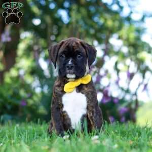 Bruno, Boxer Puppy