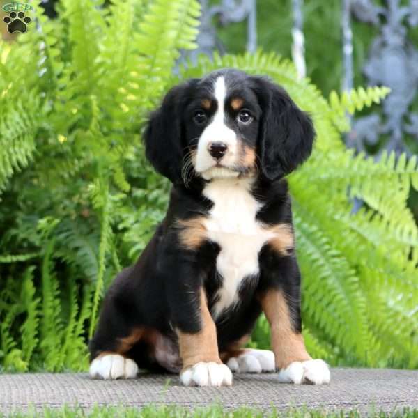Bryce, Miniature Bernese Mountain Dog Puppy