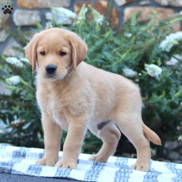 Bryce, Golden Retriever Mix Puppy