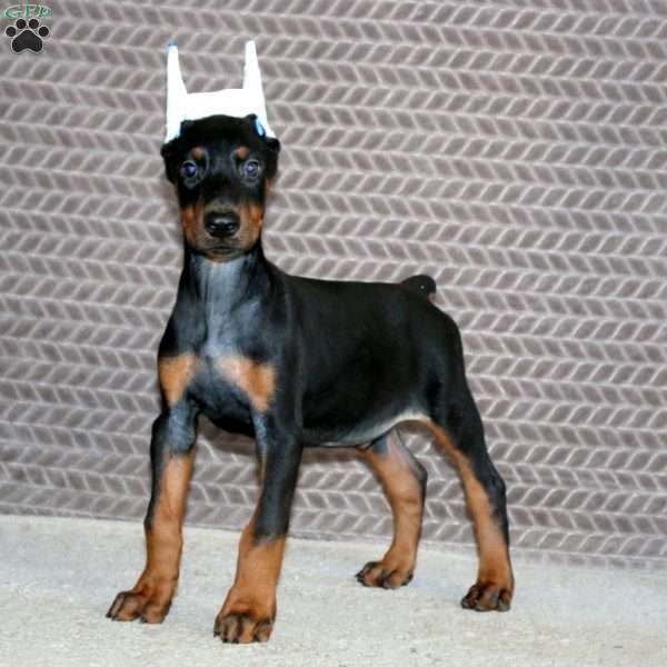 Bryce, Doberman Pinscher Puppy