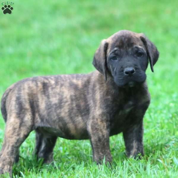 Bryce, English Mastiff Puppy