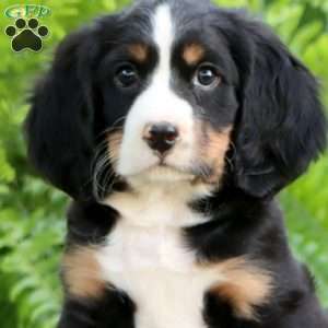 Bryce, Miniature Bernese Mountain Dog Puppy