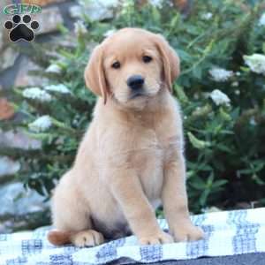 Bryce, Golden Retriever Mix Puppy