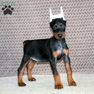 Bryce, Doberman Pinscher Puppy