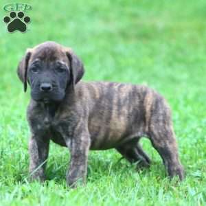 Bryce, English Mastiff Puppy