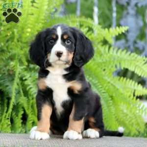Bryce, Miniature Bernese Mountain Dog Puppy