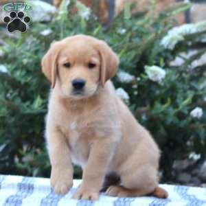 Bryce, Golden Retriever Mix Puppy