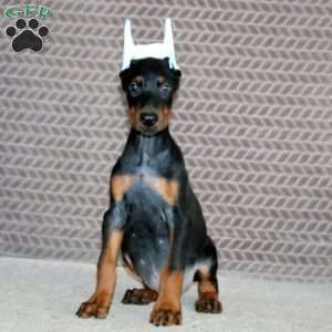 Bryce, Doberman Pinscher Puppy
