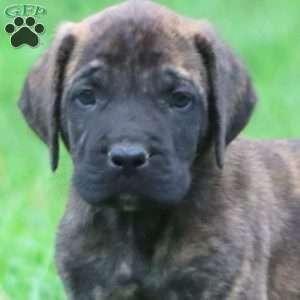 Bryce, English Mastiff Puppy