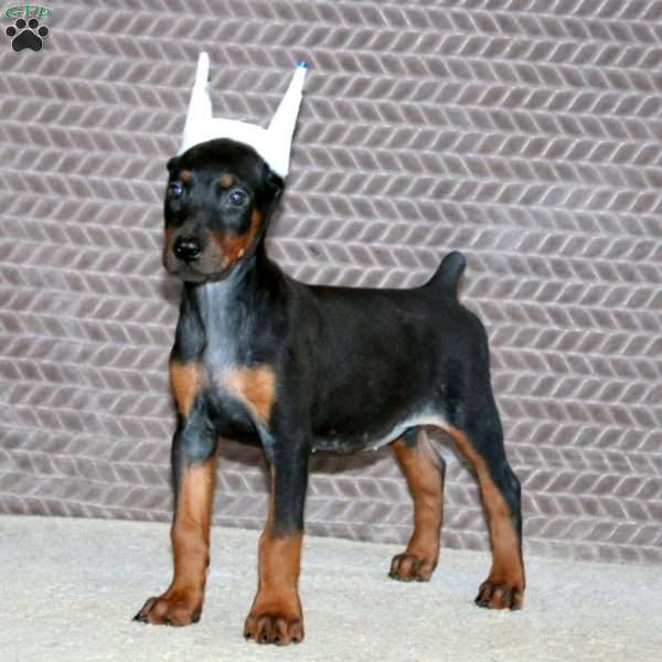 Brynlee, Doberman Pinscher Puppy