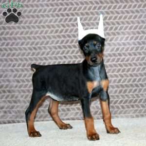 Brynlee, Doberman Pinscher Puppy