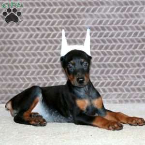 Brynlee, Doberman Pinscher Puppy