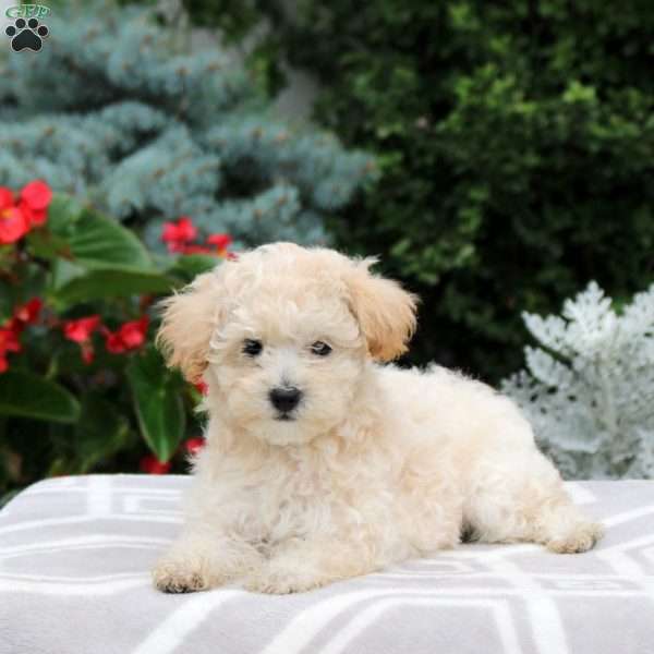 Bubbles, Miniature Poodle Puppy