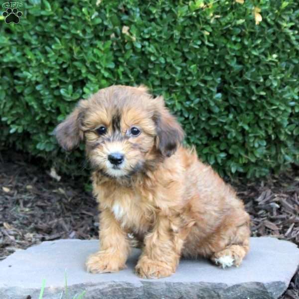 Bubbles, Havapoo Puppy