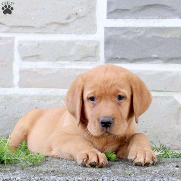 Bubbles, Fox Red Labrador Retriever Puppy