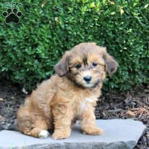 Bubbles, Havapoo Puppy