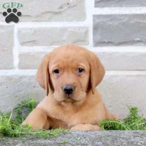 Bubbles, Fox Red Labrador Retriever Puppy