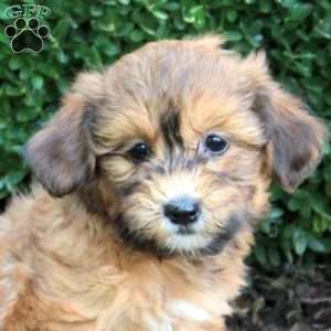 Bubbles, Havapoo Puppy