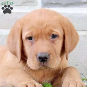 Bubbles, Fox Red Labrador Retriever Puppy