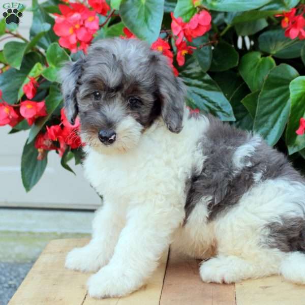 Bucky, Mini Bernedoodle Puppy