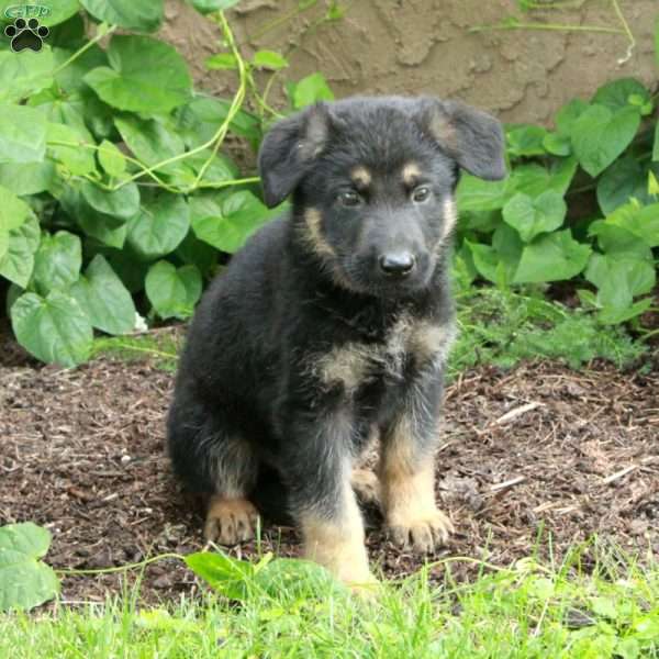 Bucky, German Shepherd Puppy