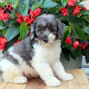 Bucky, Mini Bernedoodle Puppy