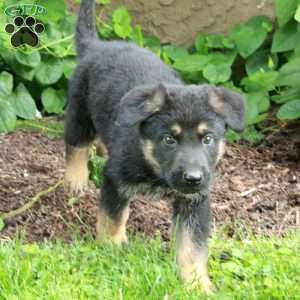Bucky, German Shepherd Puppy