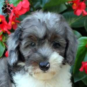Bucky, Mini Bernedoodle Puppy