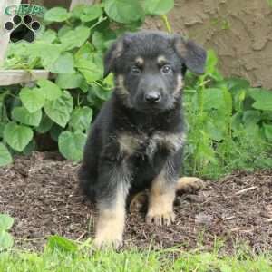 Bucky, German Shepherd Puppy