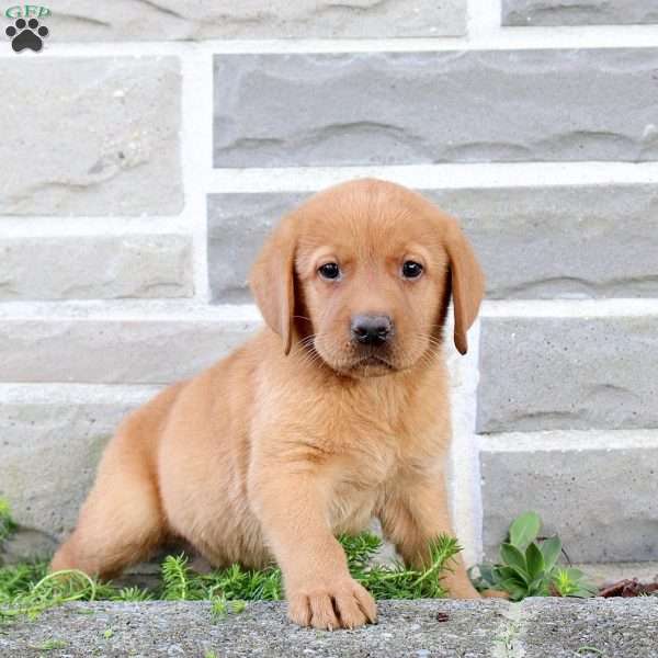 Buddy, Fox Red Labrador Retriever Puppy
