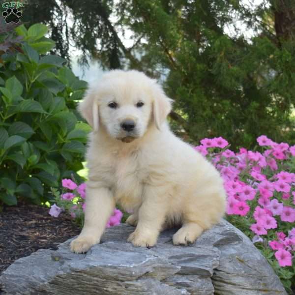 Buddy, English Cream Golden Retriever Puppy