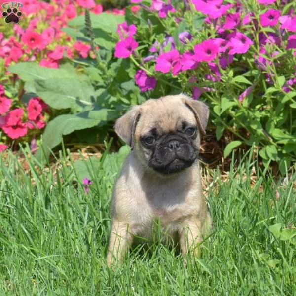 Buddy, Pug Puppy