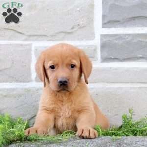 Buddy, Fox Red Labrador Retriever Puppy