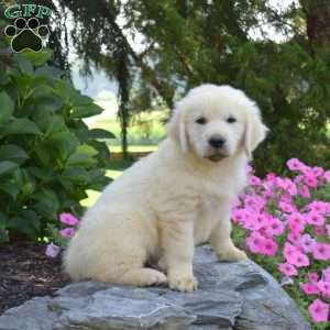 Buddy, English Cream Golden Retriever Puppy