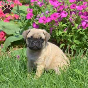 Buddy, Pug Puppy