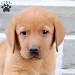 Buddy, Fox Red Labrador Retriever Puppy