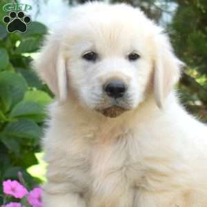 Buddy, English Cream Golden Retriever Puppy