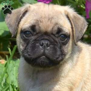 Buddy, Pug Puppy