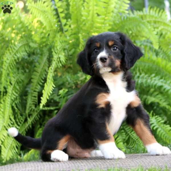 Buddy, Miniature Bernese Mountain Dog Puppy