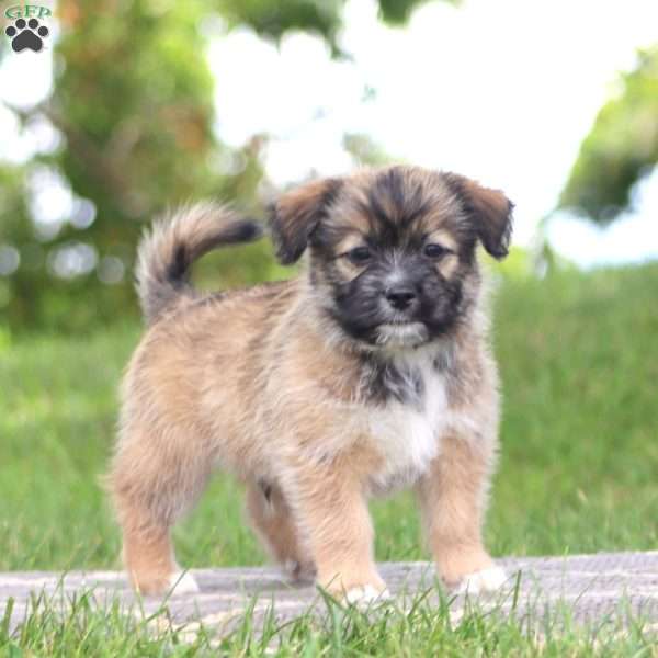 Buddy, Shih Tzu Mix Puppy