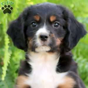 Buddy, Miniature Bernese Mountain Dog Puppy