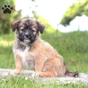 Buddy, Shih Tzu Mix Puppy