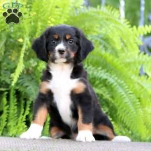 Buddy, Miniature Bernese Mountain Dog Puppy