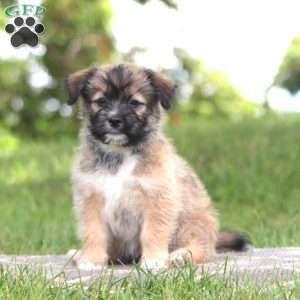 Buddy, Shih Tzu Mix Puppy