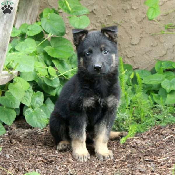 Buster, German Shepherd Puppy