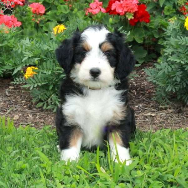 Buster, Mini Bernedoodle Puppy