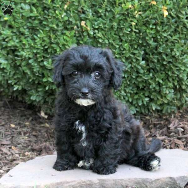 Buster, Havapoo Puppy