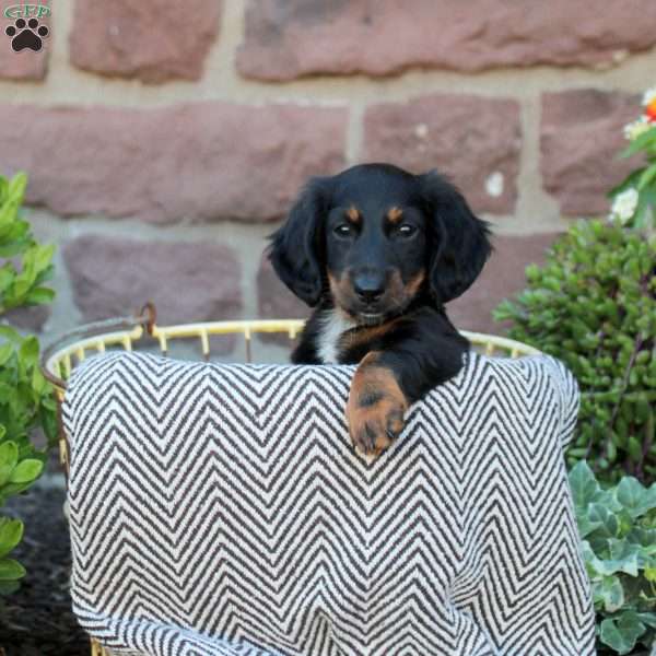 Buster, Dachshund Puppy