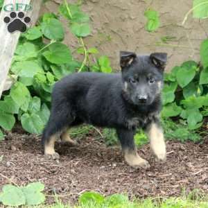 Buster, German Shepherd Puppy